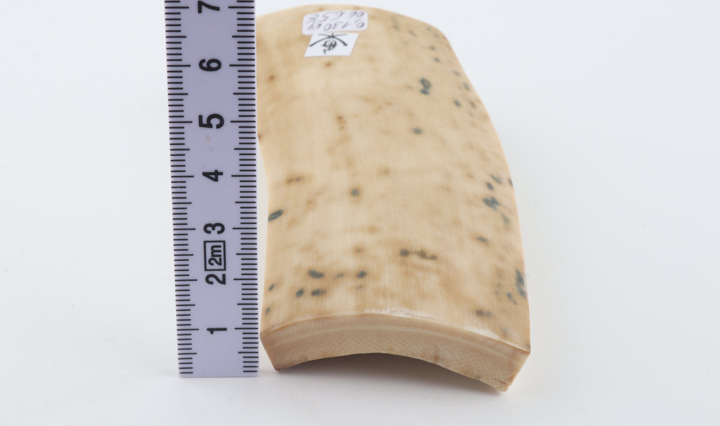 White mammoth bark
