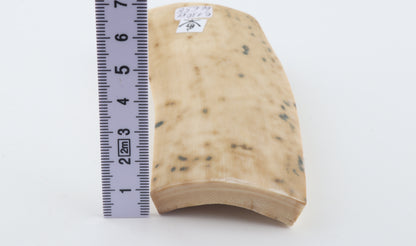 White mammoth bark