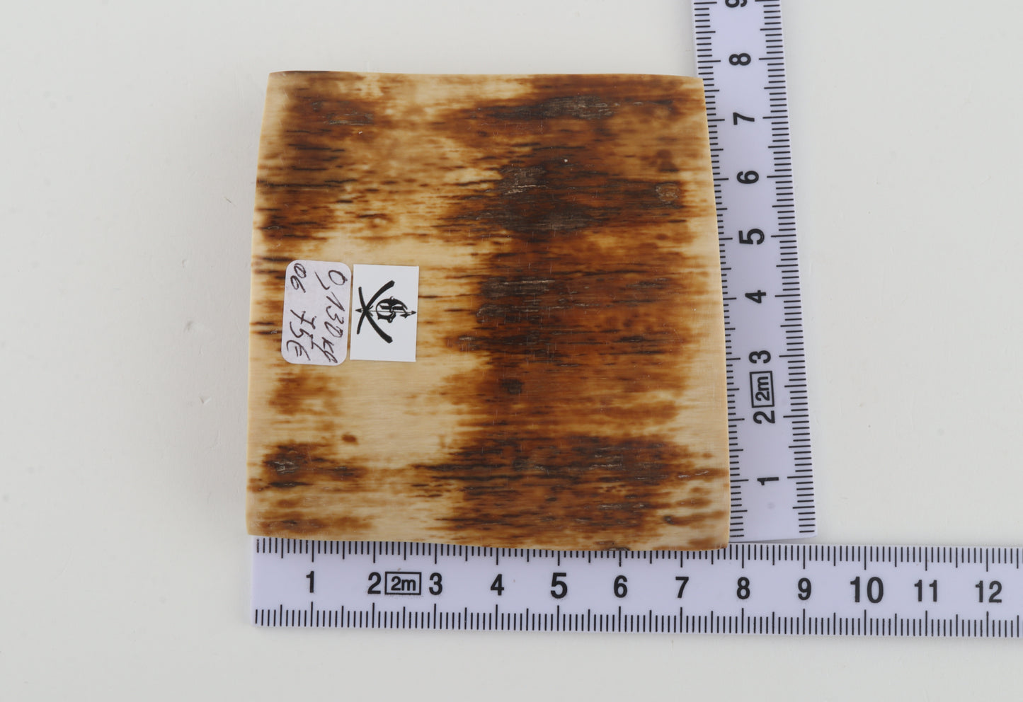 Orange-brown mammoth bark