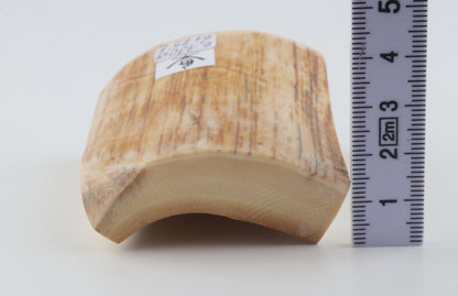 Natural mammoth ivory piece