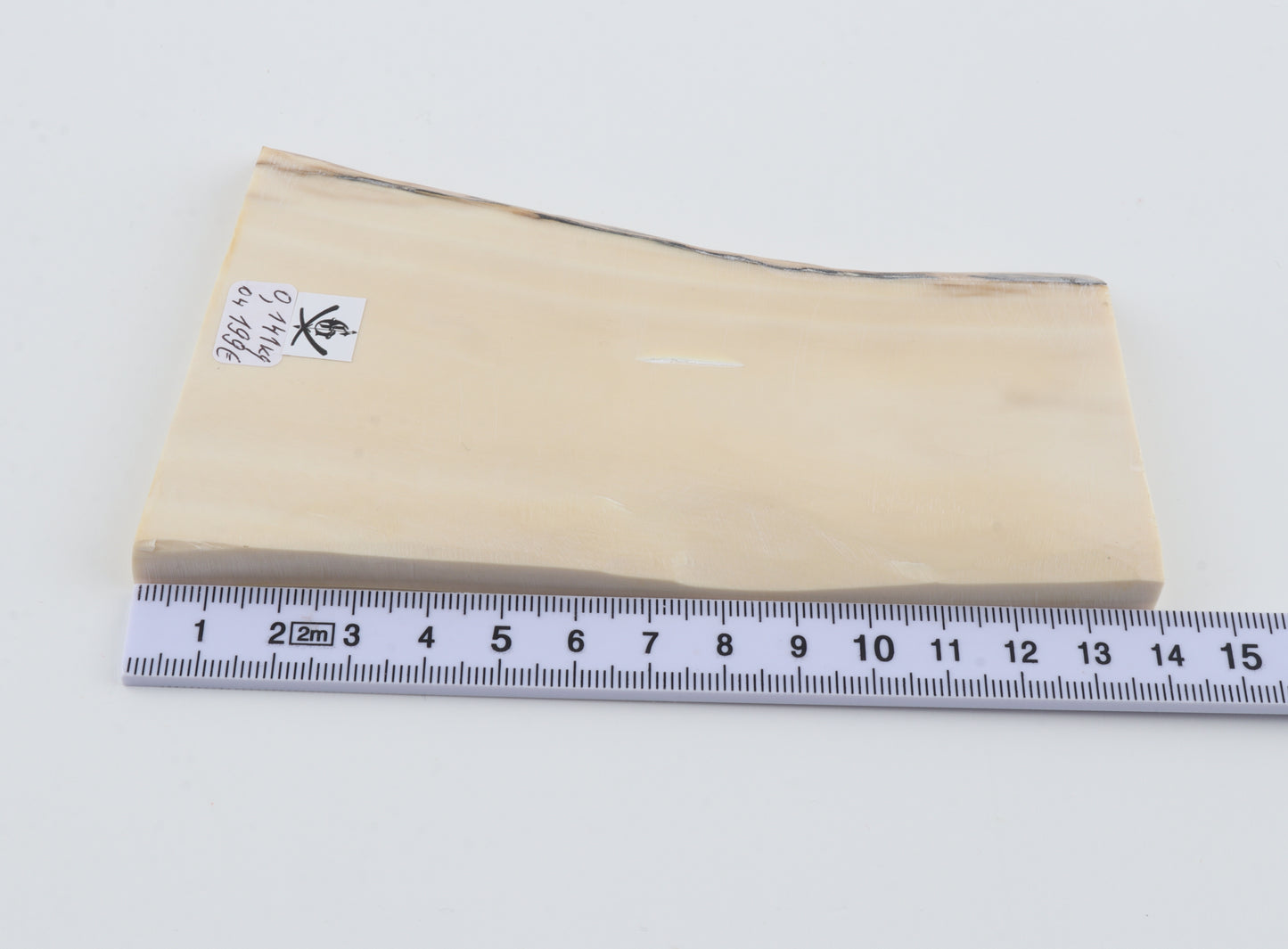 White mammoth ivory segment