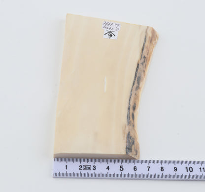 White mammoth ivory segment