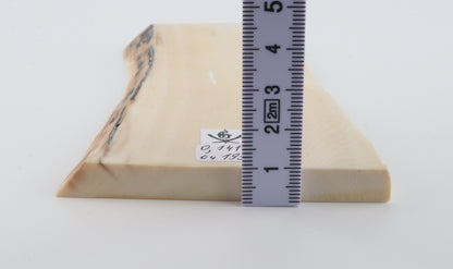White mammoth ivory segment