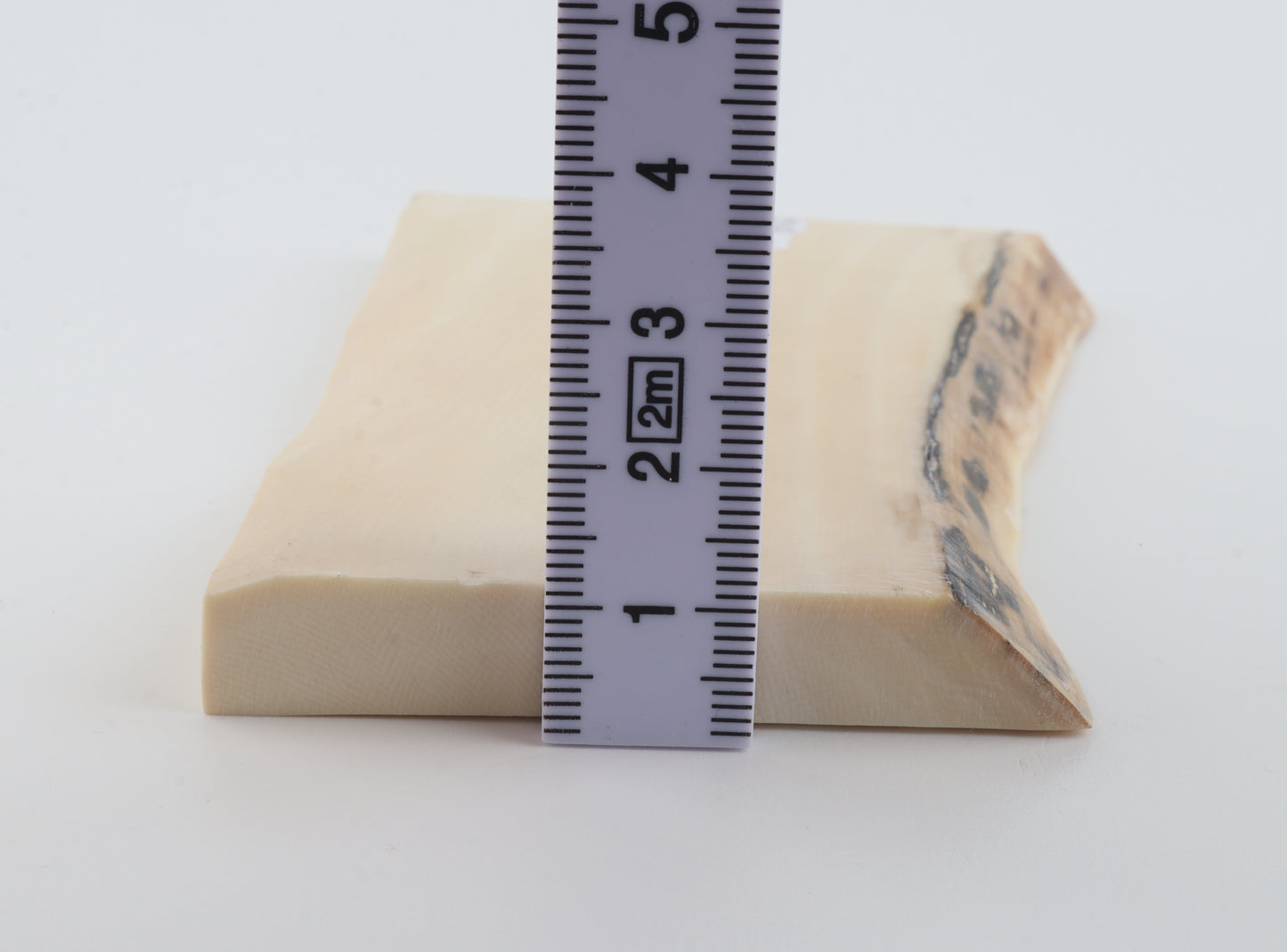 White mammoth ivory segment