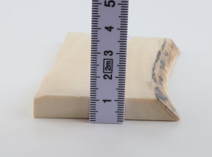 White mammoth ivory segment