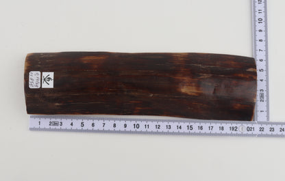 Brown mammoth bark