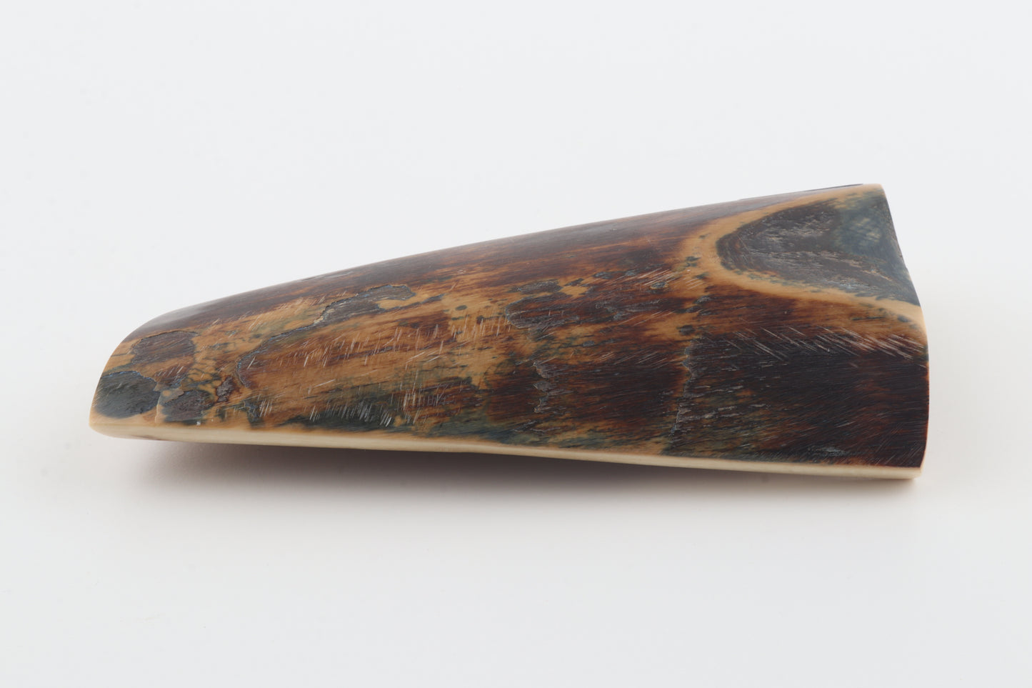 Brown mammoth bark