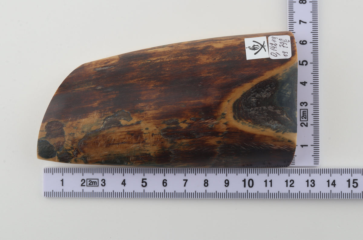 Brown mammoth bark