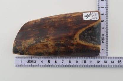Brown mammoth bark