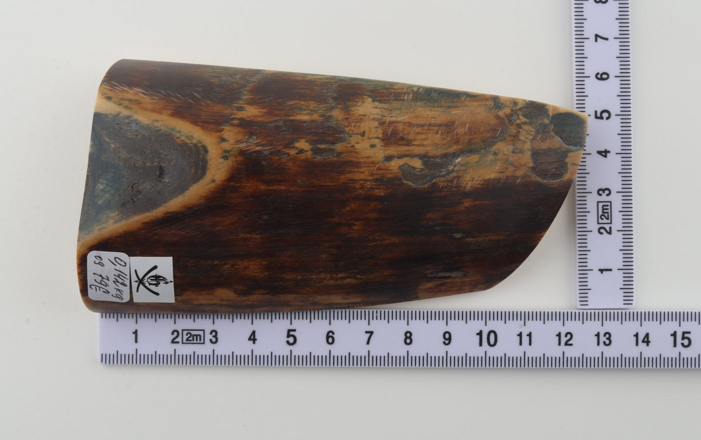 Brown mammoth bark