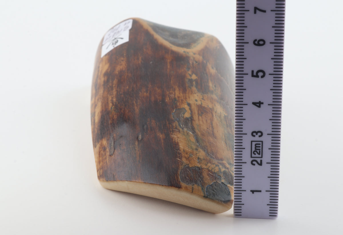 Brown mammoth bark