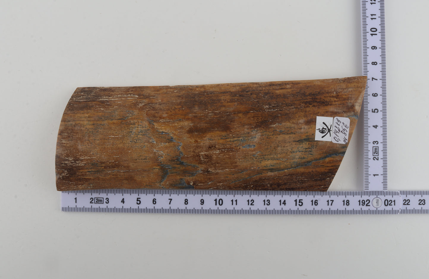 Beige mammoth bark