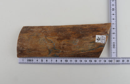 Beige mammoth bark