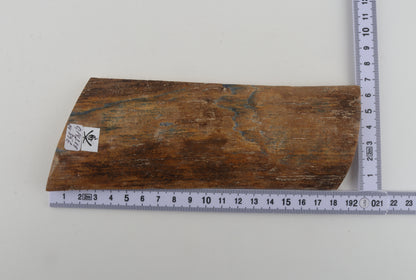 Beige mammoth bark