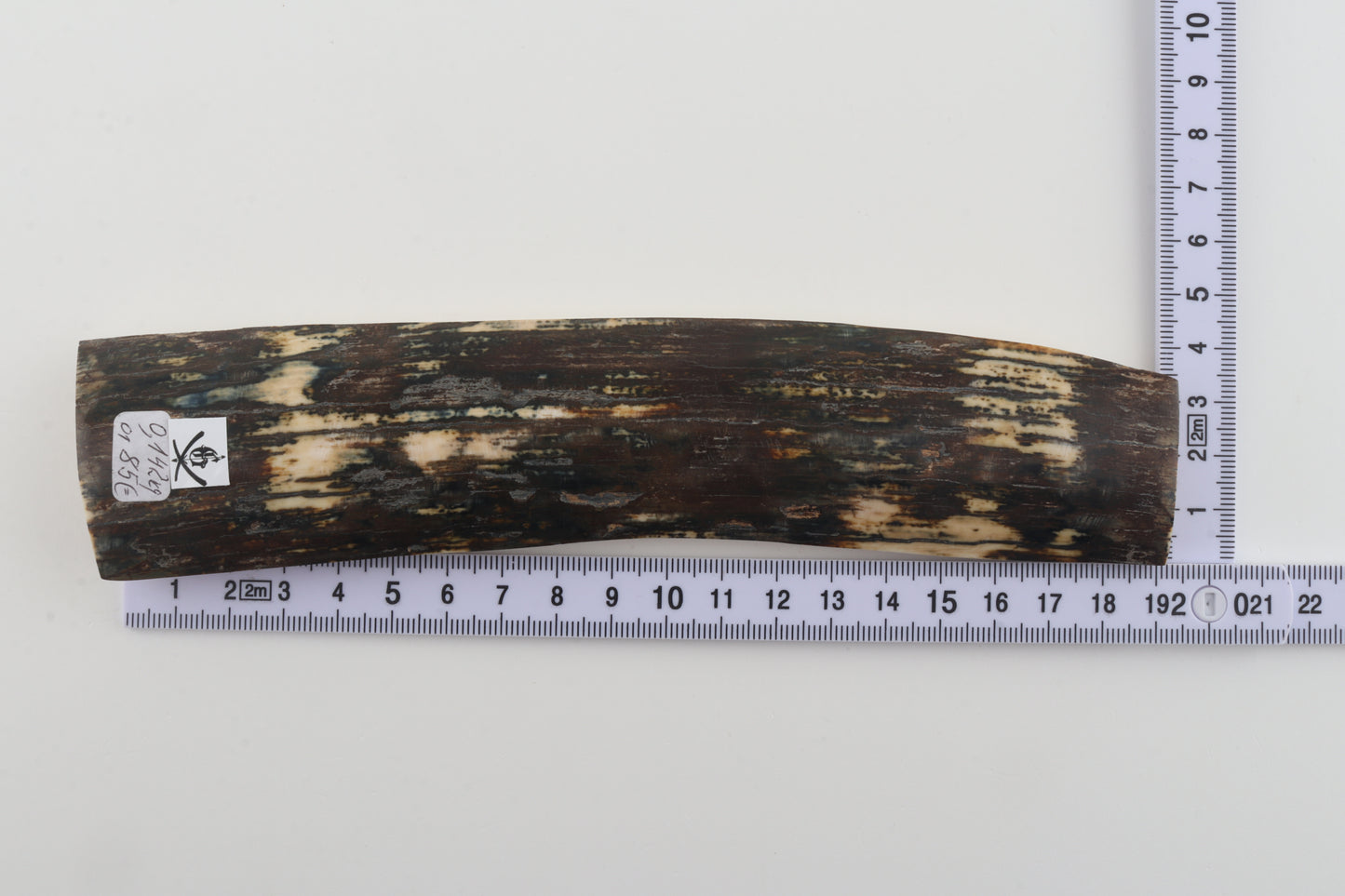 Natural woolly mammoth bark