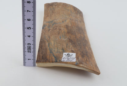 Beige mammoth bark