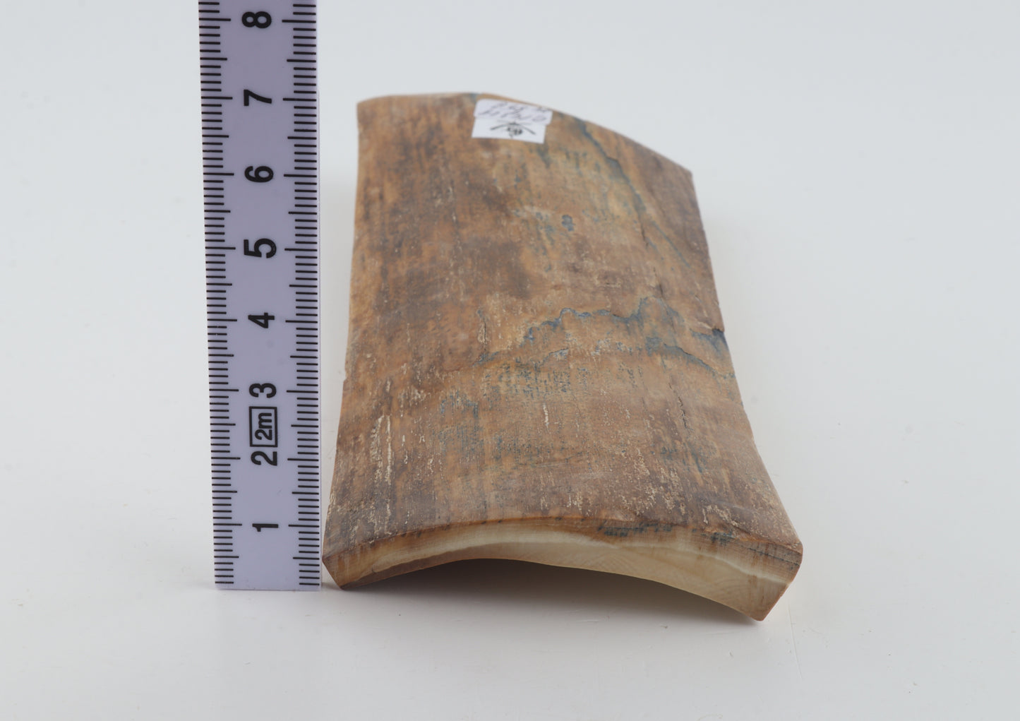 Beige mammoth bark