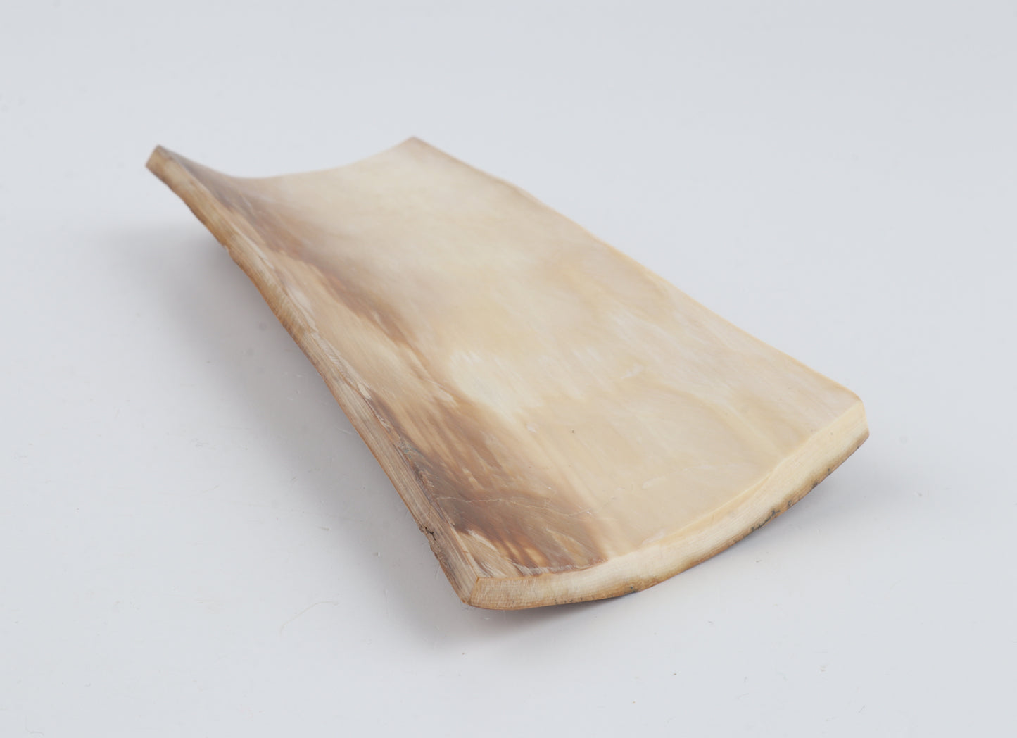 Beige mammoth bark