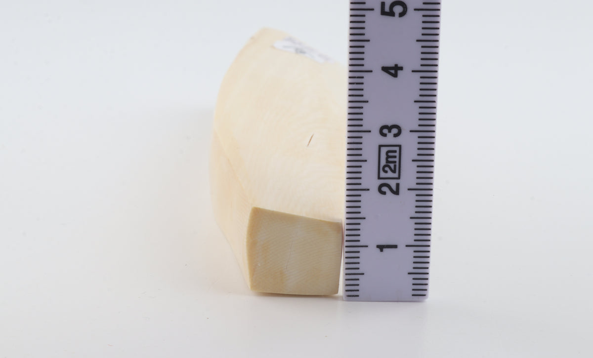 White mammoth ivory segment