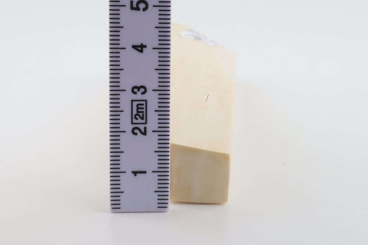 White mammoth ivory segment