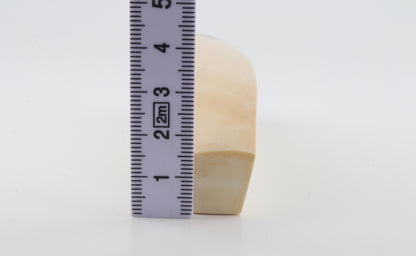 White mammoth ivory segment