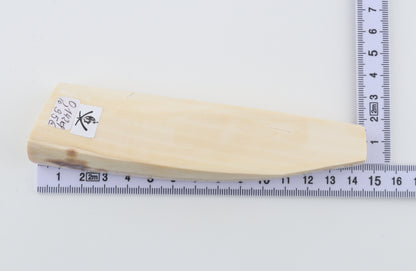 White mammoth ivory segment