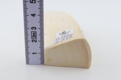 White mammoth ivory segment