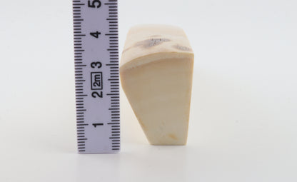 White mammoth ivory segment