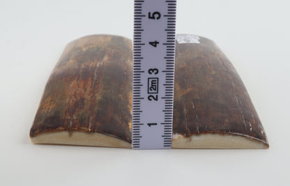 Natural mammoth bark scales