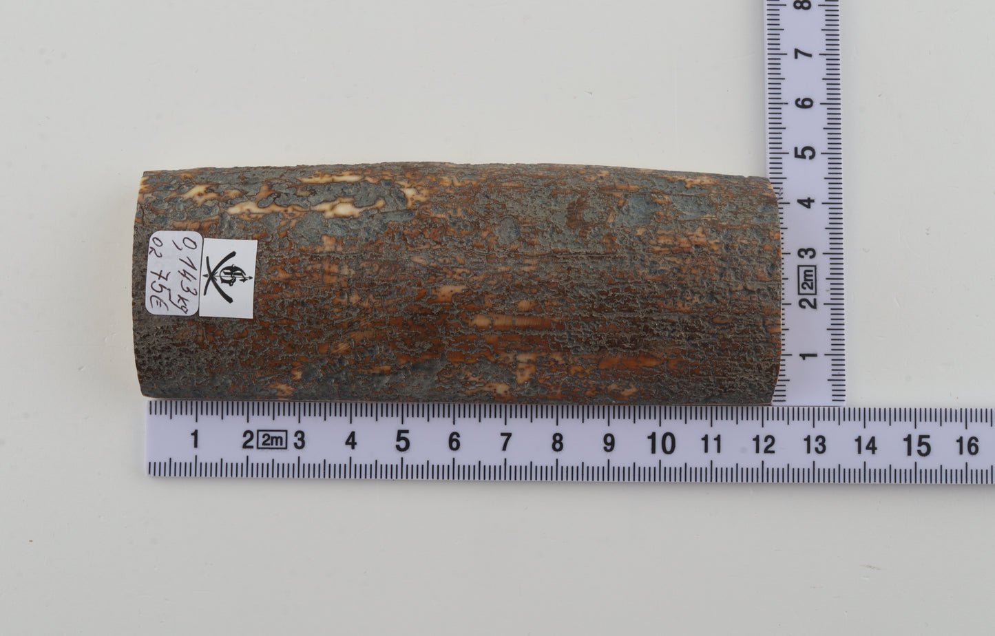 Brown-blue mammoth bark