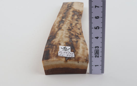 Creme-beige mammoth bark