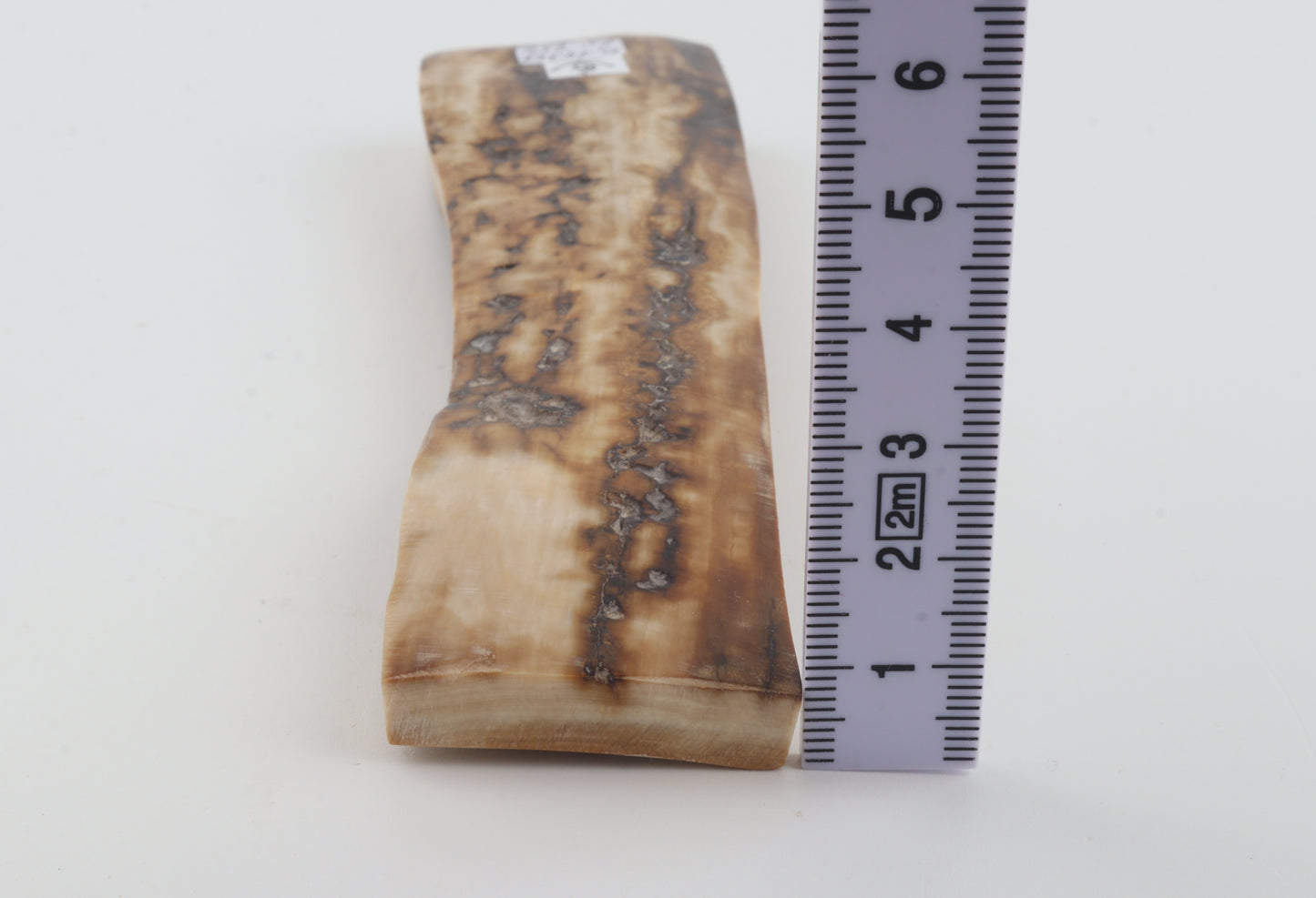 Creme-beige mammoth bark