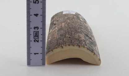 Brown-blue mammoth bark