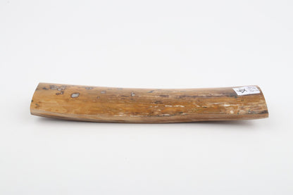Beige mammoth bark