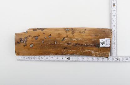 Beige mammoth bark