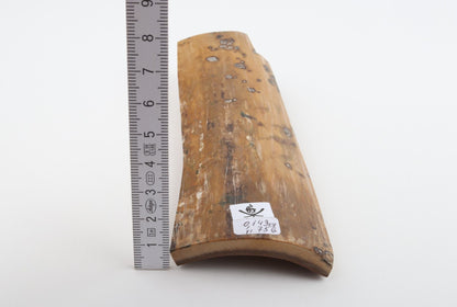 Beige mammoth bark