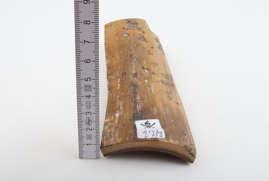 Beige mammoth bark