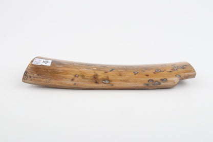 Beige mammoth bark
