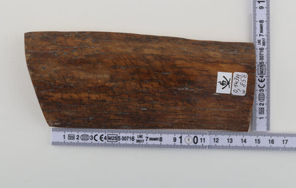 Mustard mammoth bark