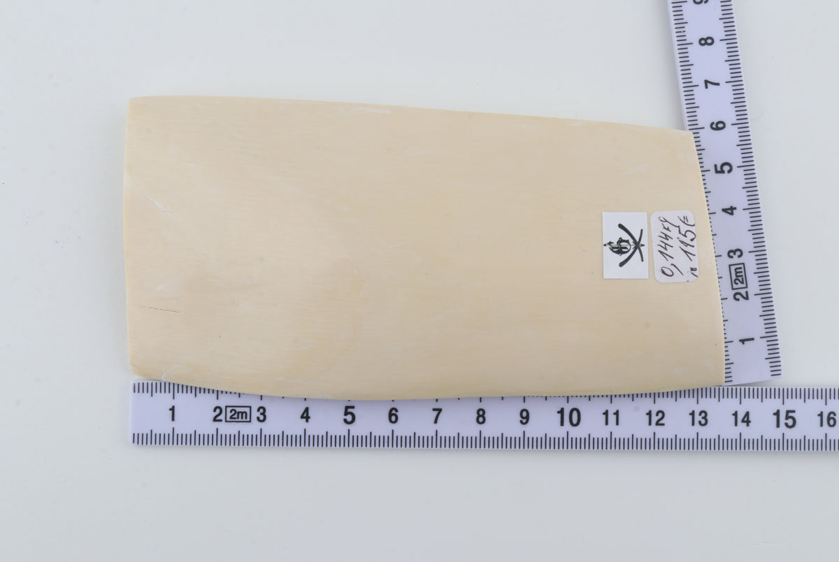 White mammoth ivory segment