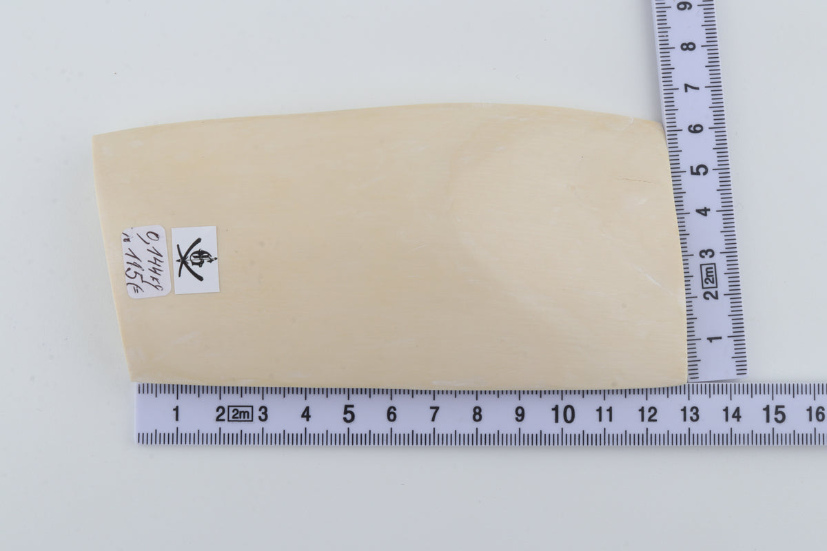 White mammoth ivory segment