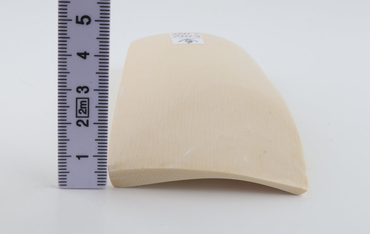 White mammoth ivory segment