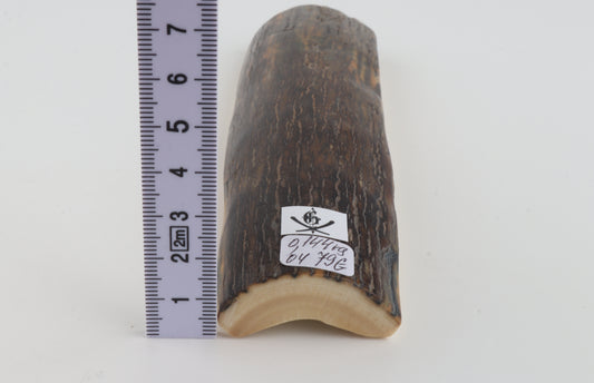 Brown woolly mammoth bark