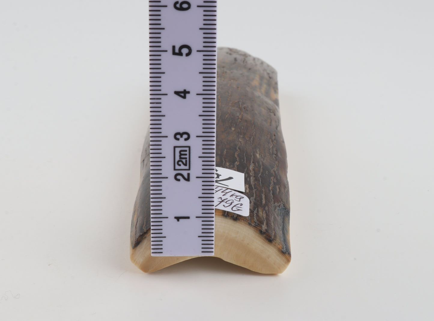Brown woolly mammoth bark