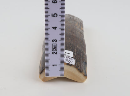 Brown woolly mammoth bark