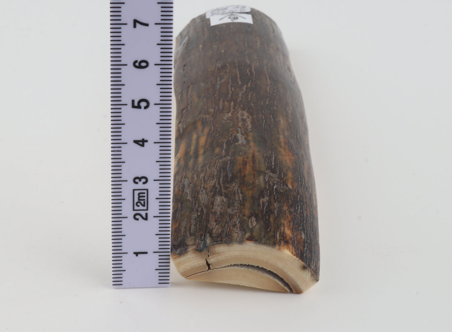 Brown woolly mammoth bark