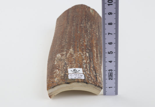 Brown mammoth bark