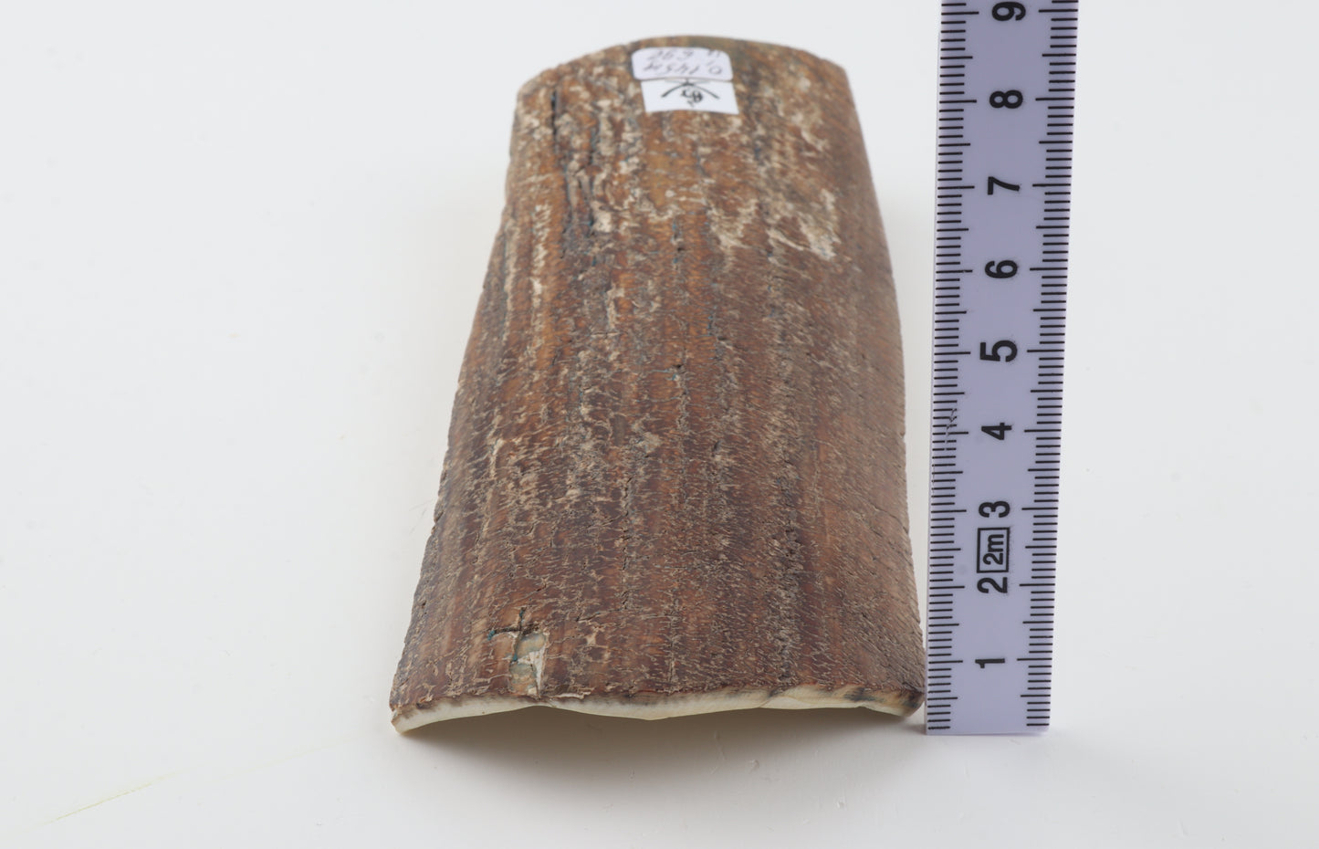 Brown mammoth bark