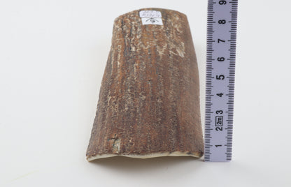 Brown mammoth bark