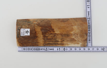 Beige-brown mammoth bark